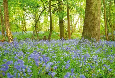a field of blue flowers in a forest with trees at Brook Lodge Essex in Chappel