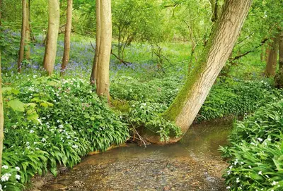 a forest filled with blue flowers and a stream at Endymion Lodge in Chappel