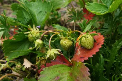 a close up of a strawberry plant with strawberries on it at Tree View Apartment in Chesterton