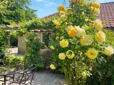 a bunch of yellow roses in a garden at The Cottage in Fressingfield