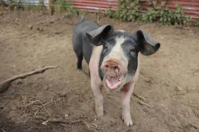 a pig standing in the dirt with its mouth open at The Falgate Shepherd's Hut in Caston