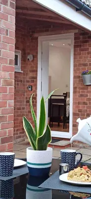 a potted plant sitting on a table on a patio at Suffolk Cosy Corner with free parking, 10min walking to town centre in Bury Saint Edmunds