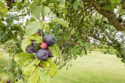 a bunch of fruit hanging from a tree at Grove Farm Bungalow and Annexe, Dallinghoo in Woodbridge