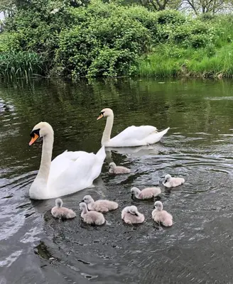 a group of swans and babies swimming in the water at Cambridge Narrowboats - Beautiful Narrowboat Glyndwr in Cambridge