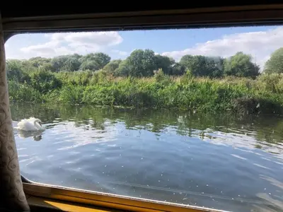 a dog swimming in the water through a window at Cambridge Narrowboats - Beautiful Narrowboat Glyndwr in Cambridge