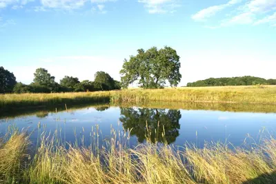 a pond in a field with a tree in the background at The Old Pump House in Bungay
