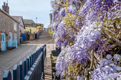 a bush of purple flowers on the side of a building at Court House, Aldeburgh in Aldeburgh