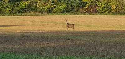 a gazelle standing in the middle of a field at The Granary Stradbroke in Fressingfield