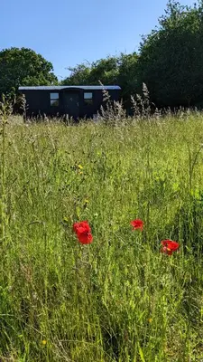 three red flowers in a field of grass at Blue Sky Huts in Chediston