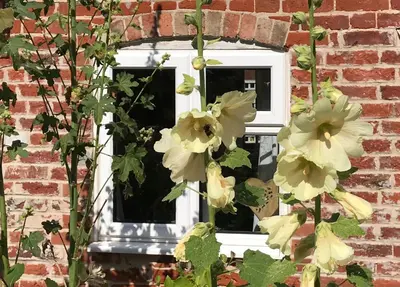 a window with white flowers in front of a brick building at Love Heart Cottage in Wickham Market