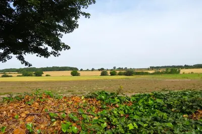 a field of crops with a tree in the foreground at Newmans Lodge in Lavenham