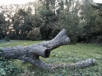 a large tree branch laying in the grass at Kendall Lodge in Burwell