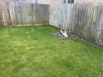 a backyard with a fence and a grass yard at Charming 3 bedroom flint cottage in Lakenheath