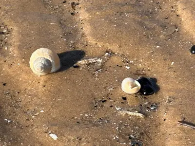 two seashells on the sand on the beach at High view house, 3 bed flat, Number 41A in Walton-on-the-Naze