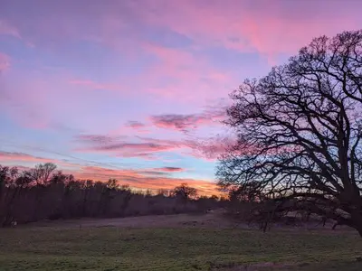 a tree in a field with a cloudy sky at Meadow Valley Lodge 1 in Ipswich