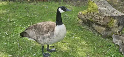 a goose standing in the grass next to a rock at Inviting 1-Bed Cabin in Newmarket in Newmarket