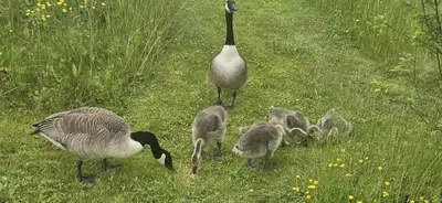 a mother goose and her babies standing in the grass at Inviting 1-Bed Cabin in Newmarket in Newmarket