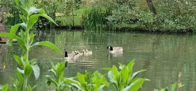 a group of three ducks swimming in the water at Inviting 1-Bed Cabin in Newmarket in Newmarket