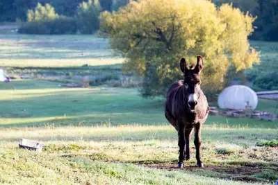 a brown donkey standing in a field at Goldings Farm yurt Tent firepit bbq activities in Bramfield