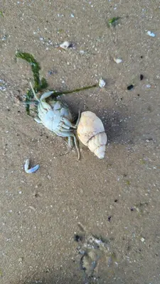 a dead shell in the sand on the beach at Beach Walk Cottage in Walton-on-the-Naze