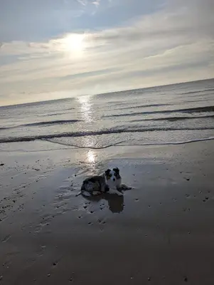 a dog laying in the sand on the beach at Beach Walk Cottage in Walton-on-the-Naze
