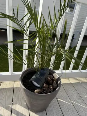 a computer mouse sitting in a pot with a plant at Mimosa lodge in Little Clacton