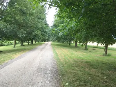 a dirt road with trees on either side at Pheasant in Welney