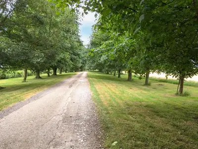 a dirt road with trees on either side at Swan in Welney