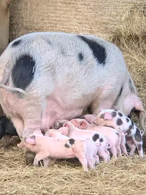 a large pig with her babies in the hay at Hertford farm Woodland cabin pet friendly firepit bbq in Hertford