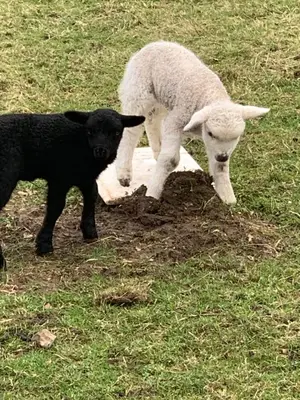 a black lamb and a white sheep standing in a field at Hertford farm Woodland cabin pet friendly firepit bbq in Hertford
