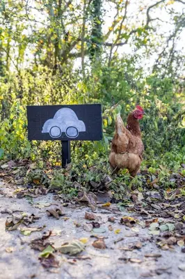 a chicken standing next to a sign with a cloud at 'Bramley' Hut on private farm in Charsfield