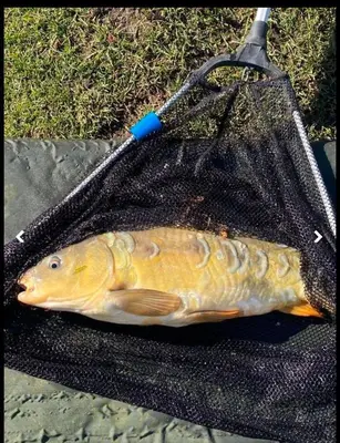 a fish sitting on a net with a tooth brush at Weeley Bridge 3 Bedroom Luxury Holiday Home in Weeley