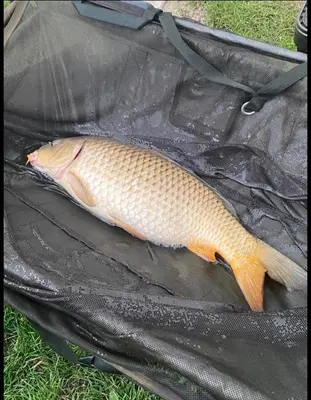 a fish sitting in a bag on the grass at Weeley Bridge 3 Bedroom Luxury Holiday Home in Weeley