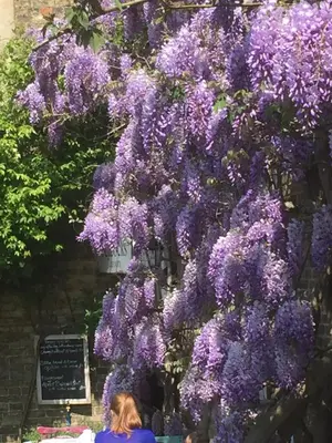 a woman sitting in front of a wreath of purple flowers at Peacocks Tearoom and Fine B&B in Ely