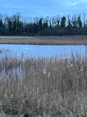 a field with some tall grass and some blue water at Magog View in Sawston