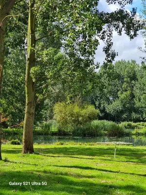 a tree in the grass next to a lake at The Fox - Free Fishing, pets welcome - static caravan in Clare, Suffolk in Clare