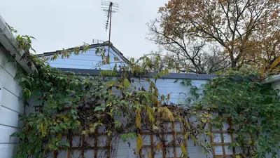 a fence covered in ivy on a house at Dolphin cottage in Nevendon