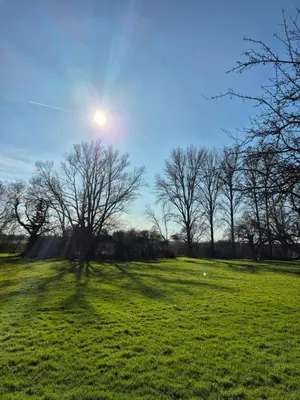 a tree in a field with the sun in the sky at Secluded 16th Century Farmhouse with private grounds in Hatfield Peverel