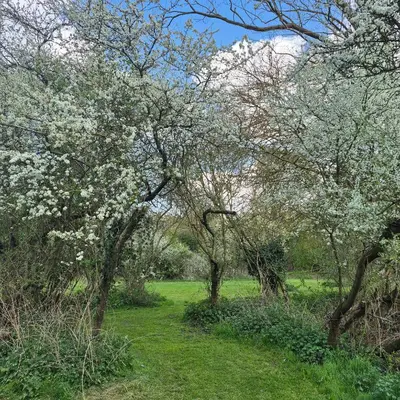 a field with trees with white flowers on it at Secluded 16th Century Farmhouse with private grounds in Hatfield Peverel
