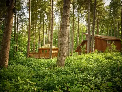 a cabin in the middle of a forest with trees at Thorpe Forest Cabins - Forest Holidays in Thetford