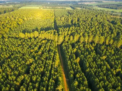 an aerial view of a forest with trees and a road at Thorpe Forest Cabins - Forest Holidays in Thetford