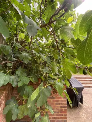 a tree with green leaves next to a brick wall at 4 Bedroom Detached House Sleeps 7 in Ipswich