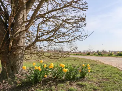 a bunch of yellow flowers next to a tree at Bradley's Barn in Colchester