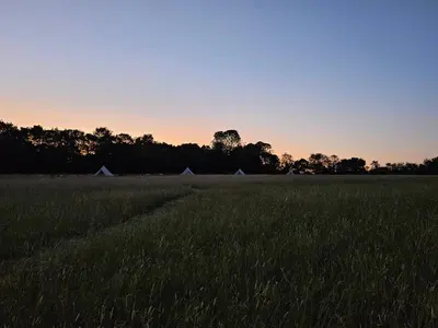 a field of tall grass with tents in the background at Readers Field Glamping in Great Sampford