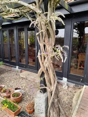 a tree in front of a house with potted plants at Wisteria Barn in Harleston