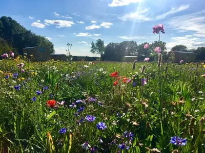 a field full of flowers in a field at Shepherds Hut 7 in Bedfield