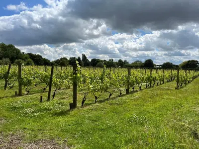 a vineyard with rows of vines on a field at Giffords Hall Garden Room in Shimpling