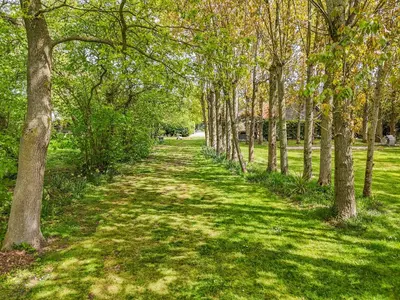 a tree lined path in a park with green grass at Treetops - Uk49523 in Saint Lawrence