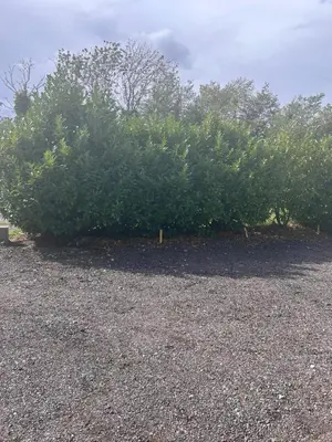 a group of bushes sitting on top of a gravel field at 5 Bed Home near Anglesey Abbey in Swaffham Bulbeck