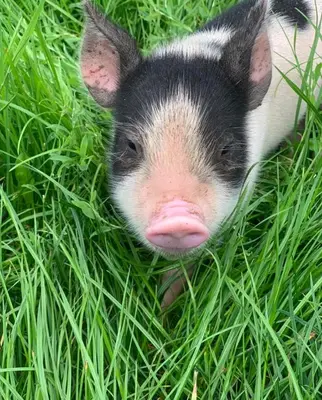 a small pig is laying in the grass at Stables 2bed farm stay private firepit bbq in Bramfield